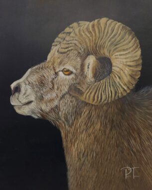 Bighorn Sheep Fine Art Print