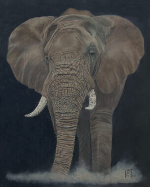 Elephant Fine Art Print