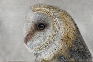 barn Owl