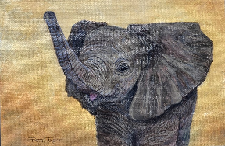 baby elephant