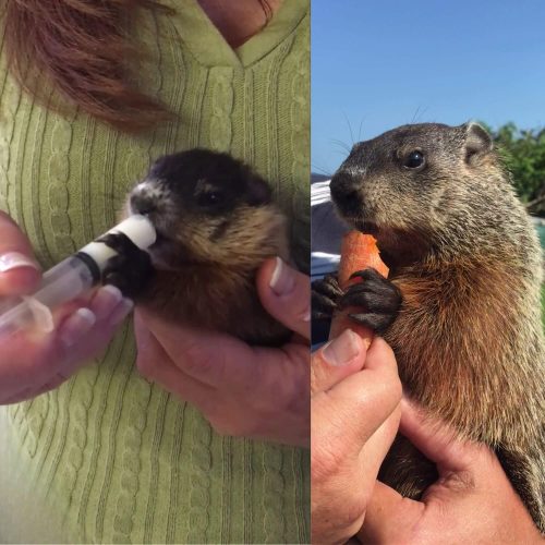 Della Groundhog Baby to adult